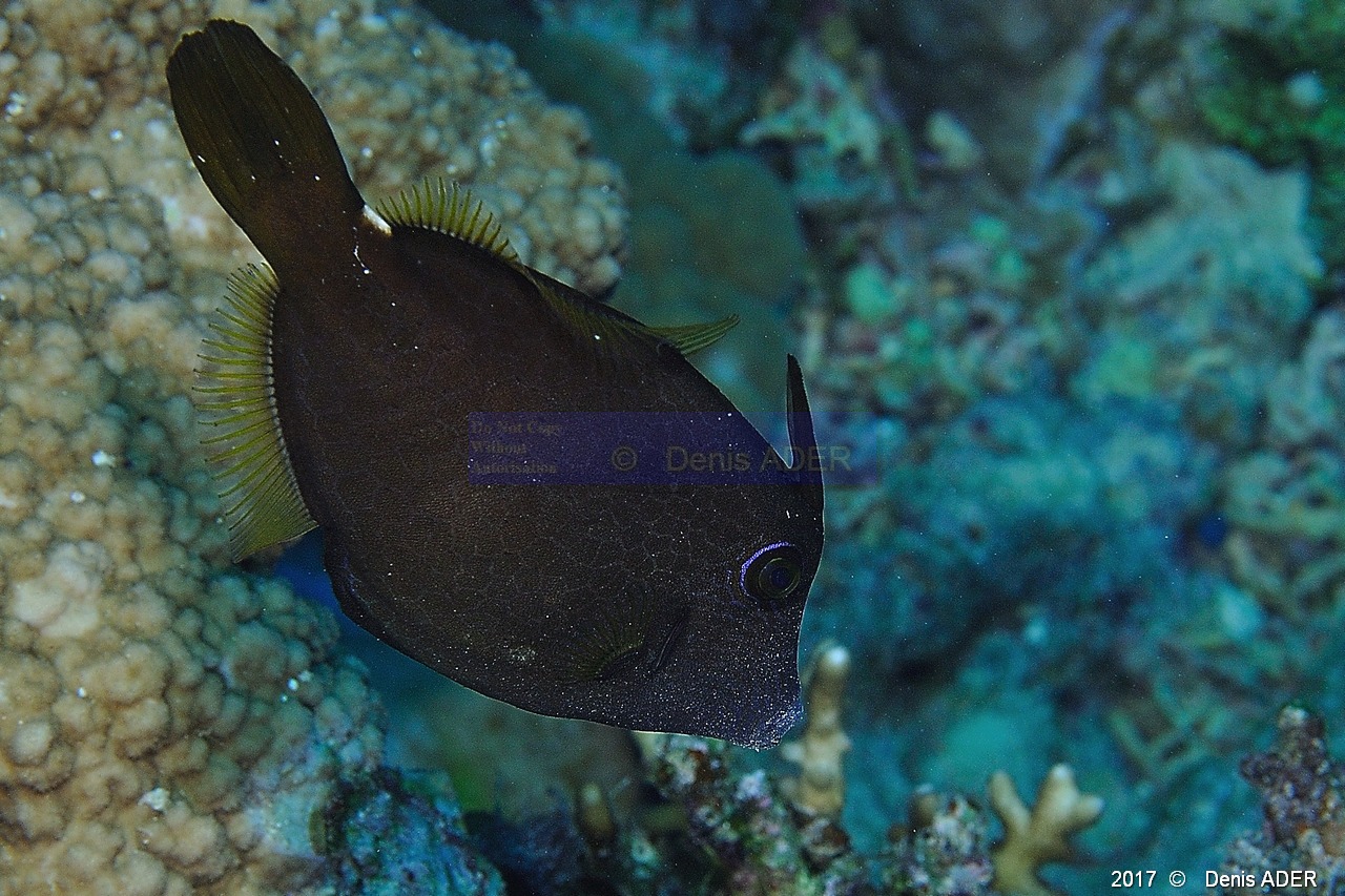 Cantherhines pardalis Poisson lime nid abeille-Safaga Panomara Reef N-11m-20171123-Denis-ADER-DSC_3660_tn.jpg